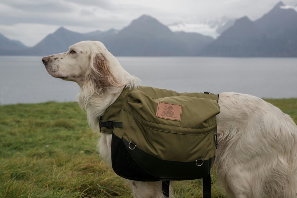 English Setter with backpack by a lake with mountains in the background.