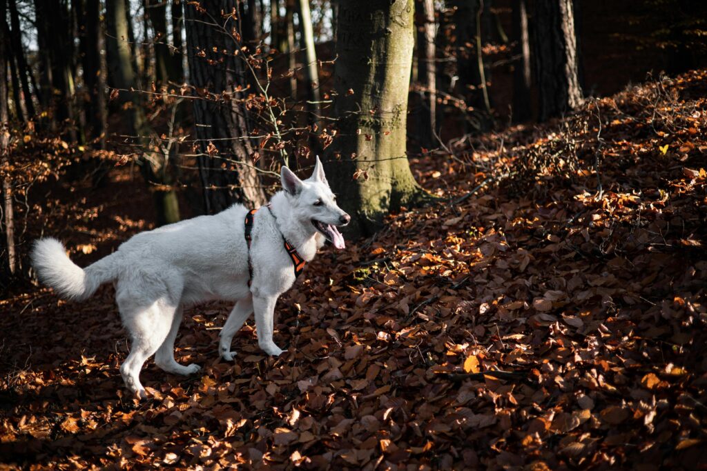 White dog walking through a vibrant autumn forest, surrounded by orange leaves and trees.