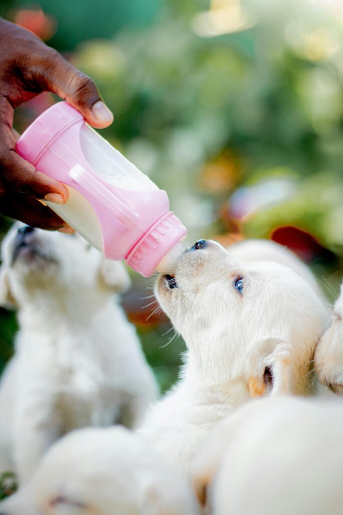 Adorable puppy being bottle-fed outdoors, showcasing care and tenderness.