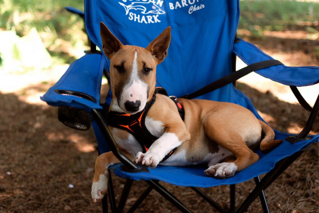 A  dog comfortably lounging on a dog-friendly camping chair. 
