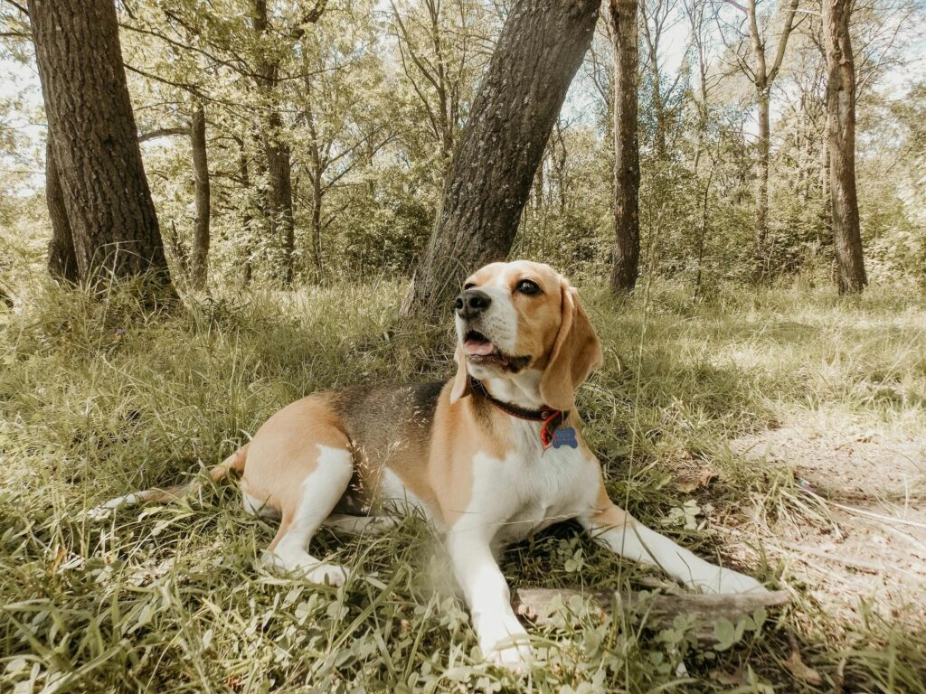 A beagle dog lies contentedly in a sunny, grassy park surrounded by trees.