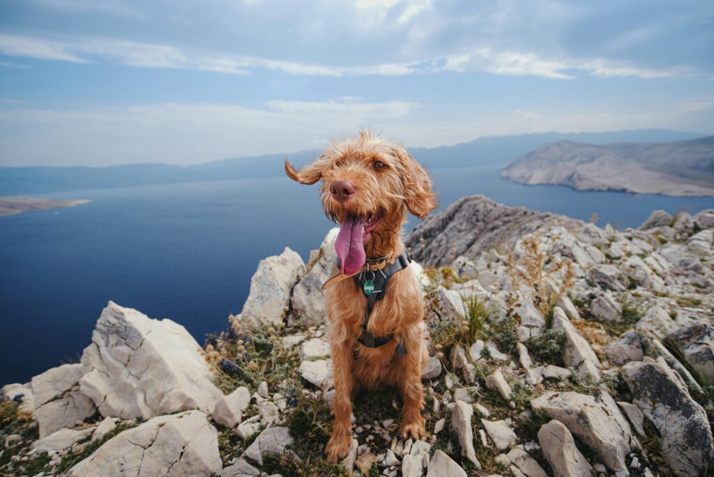 Wirehaired Vizsla enjoying a view atop a rocky mountain by the lake.