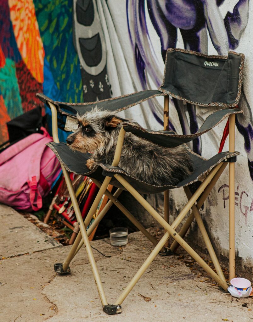 A small dog rests on a folding chair against a vibrant mural wall.