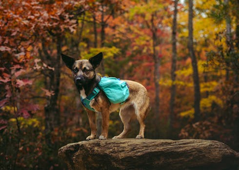 Dog wearing turquoise backpack standing on rock amidst colorful fall foliage.
