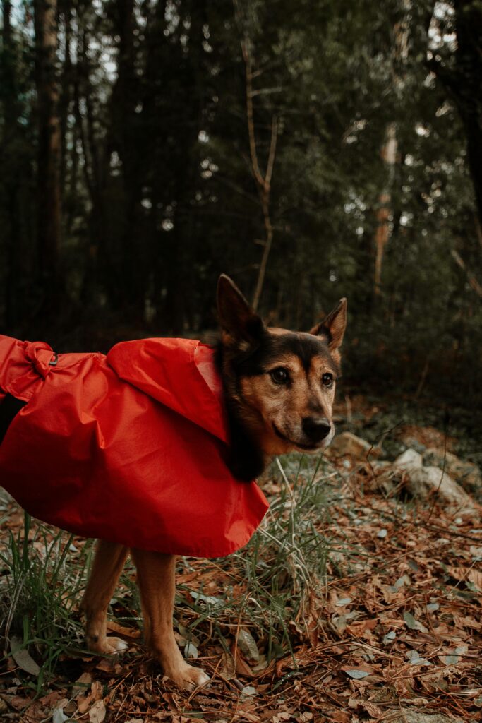 Dog wearing a waterproof rain jacket while camping in wet outdoor conditions