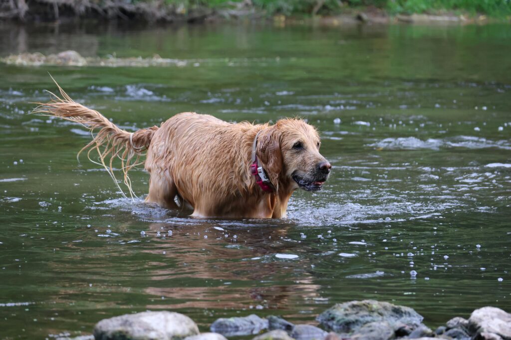 Playful Golden Retriever splashing joyfully in a refreshing river during a summer day.