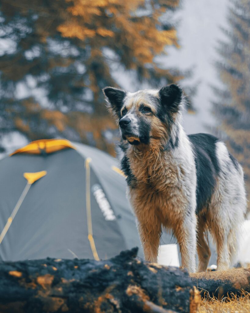 A fluffy dog standing near a tent in a forest setting during fall.