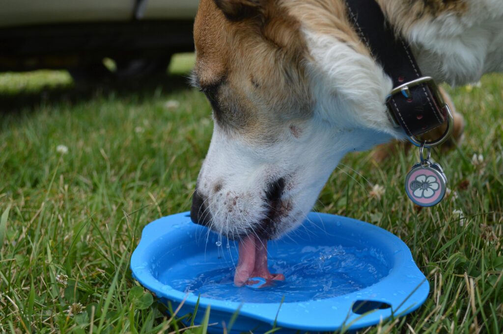 large dog drinking from a high-capacity squeeze dog water bottle