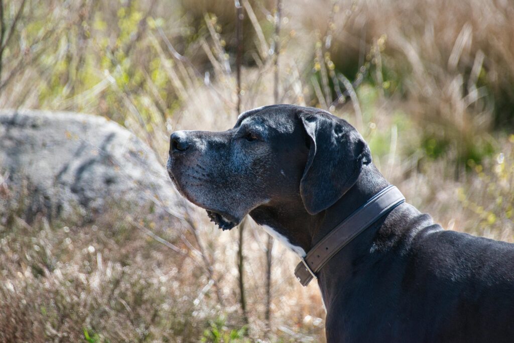 Side view of a Great Dane outdoors showcasing its grace and strength.
