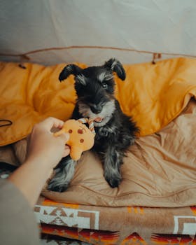 Adorable Schnauzer puppy playing with plush toy in cozy indoor setting, creating a heartwarming vibe.