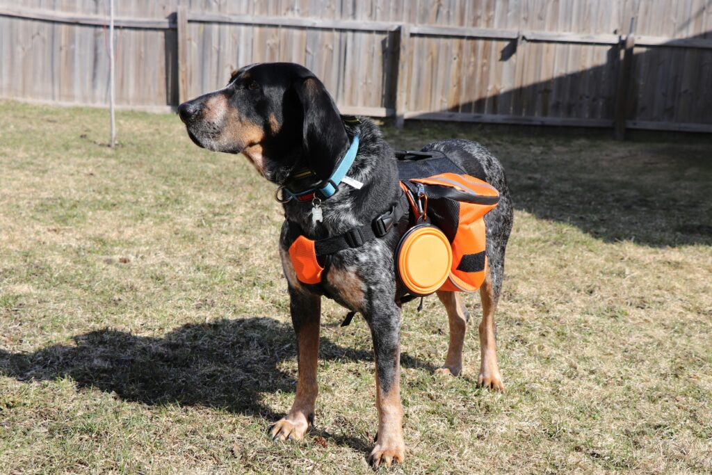 dog wearing camping backpack with collapsible bowl attached