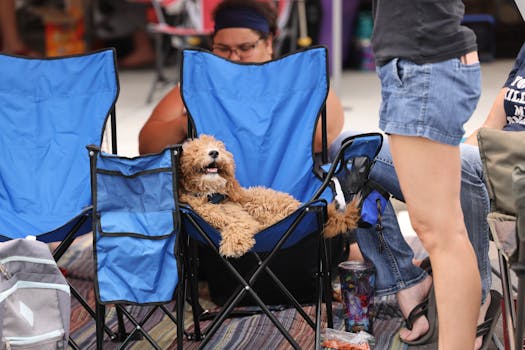 Adorable Goldendoodle lounging in a dog camping chair surrounded by people outdoors.