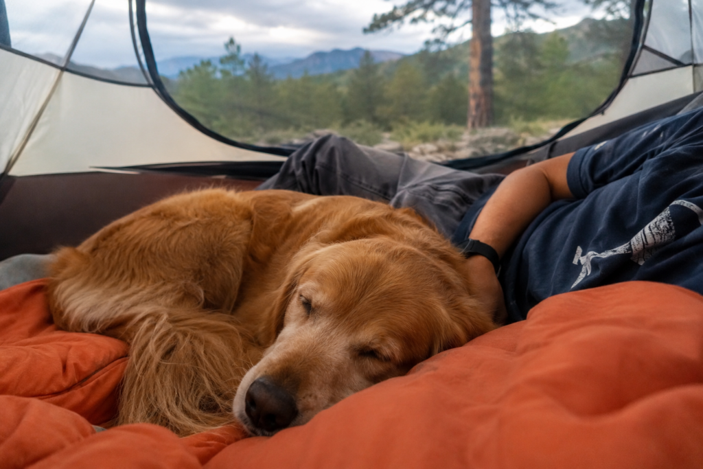 dog sleeping next to owner inside tent camping at night