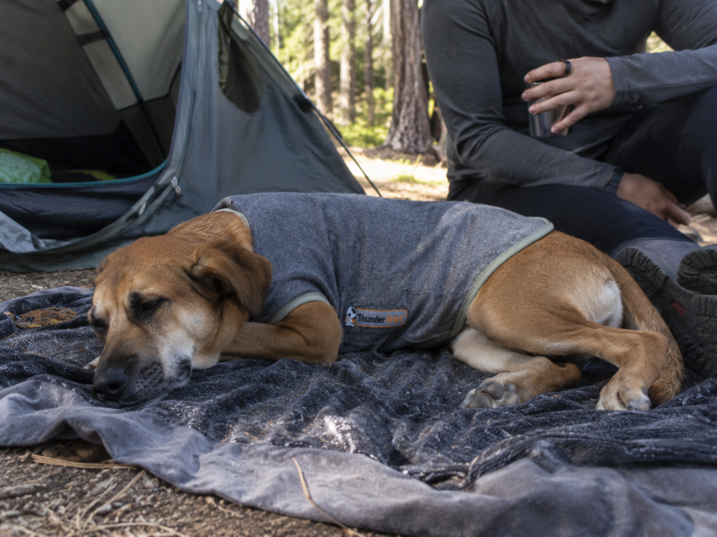 dog wearing calming vest resting at campsite near tent camping
