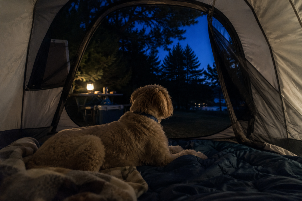 dog on alert at campsite during the night