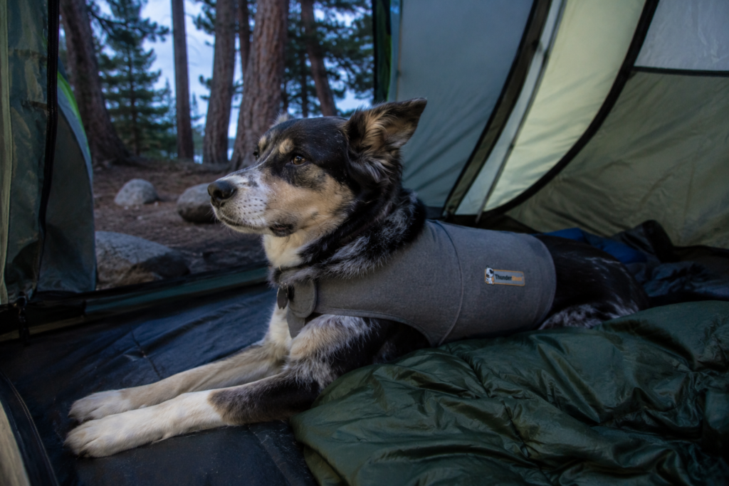 dog wearing calming vest camping