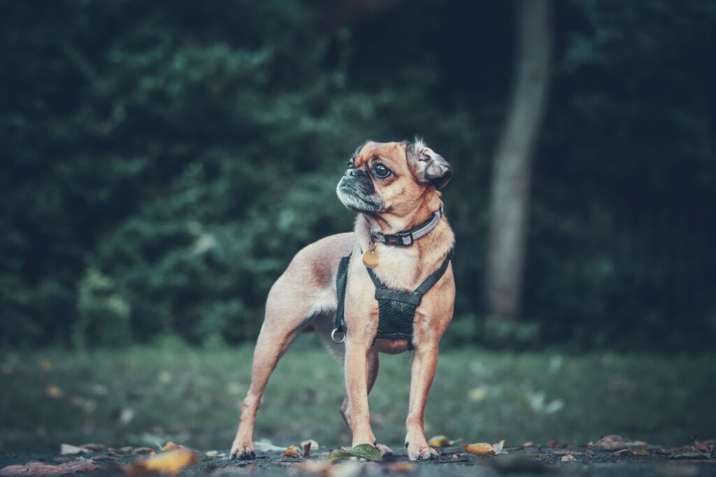 dog adjusting to campsite environment at night

