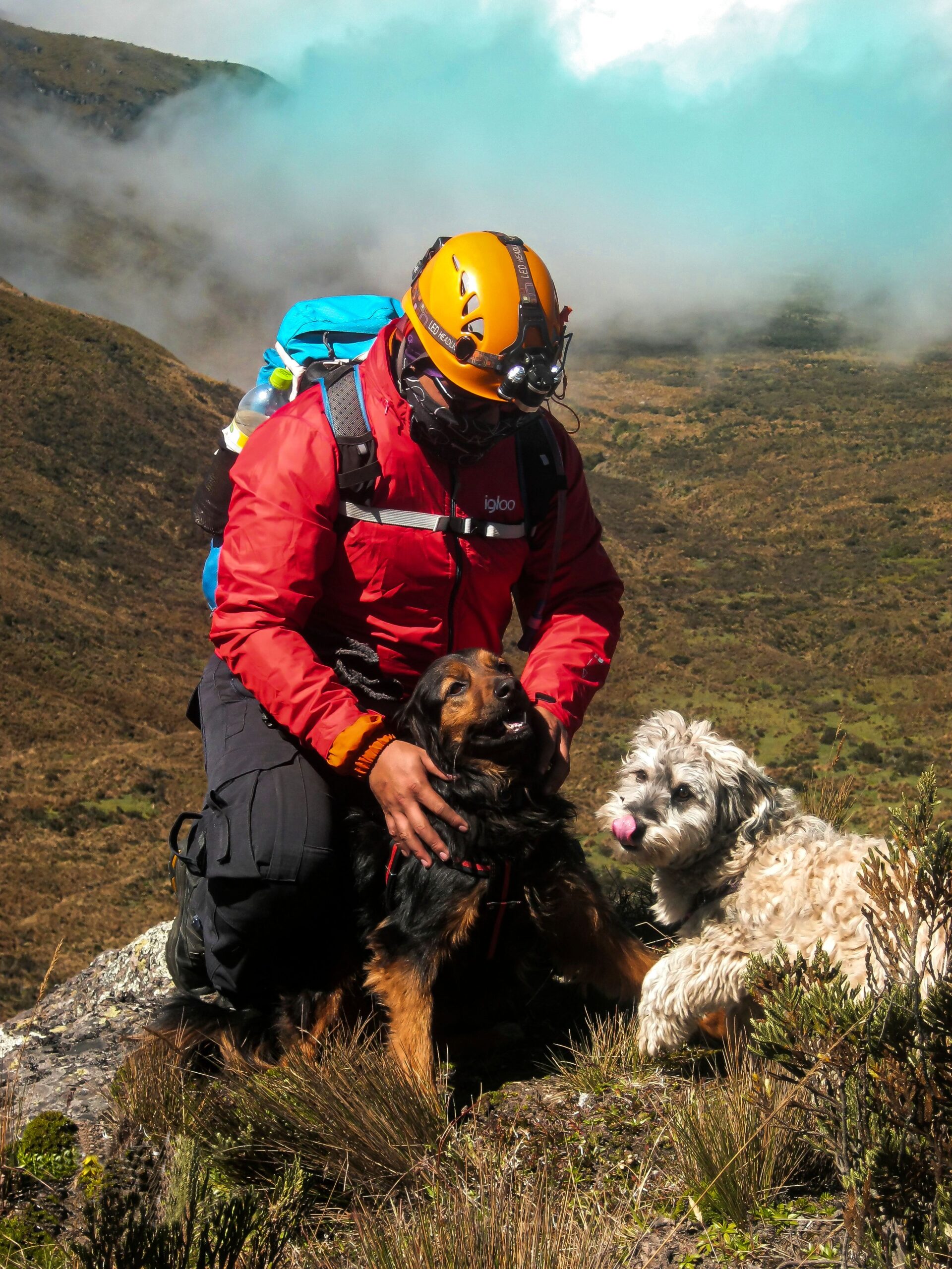 dog hiking with owner camping outdoors first aid safety