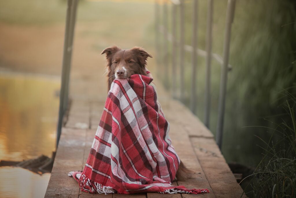 dog blanket campsite comfort