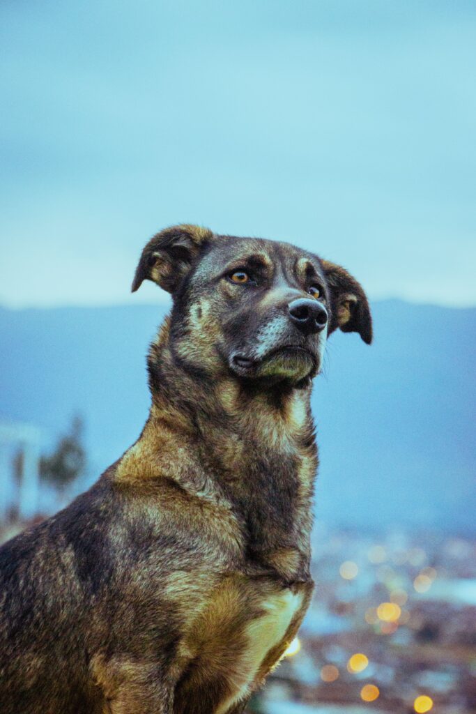 dog alert reacting to camping environment at night