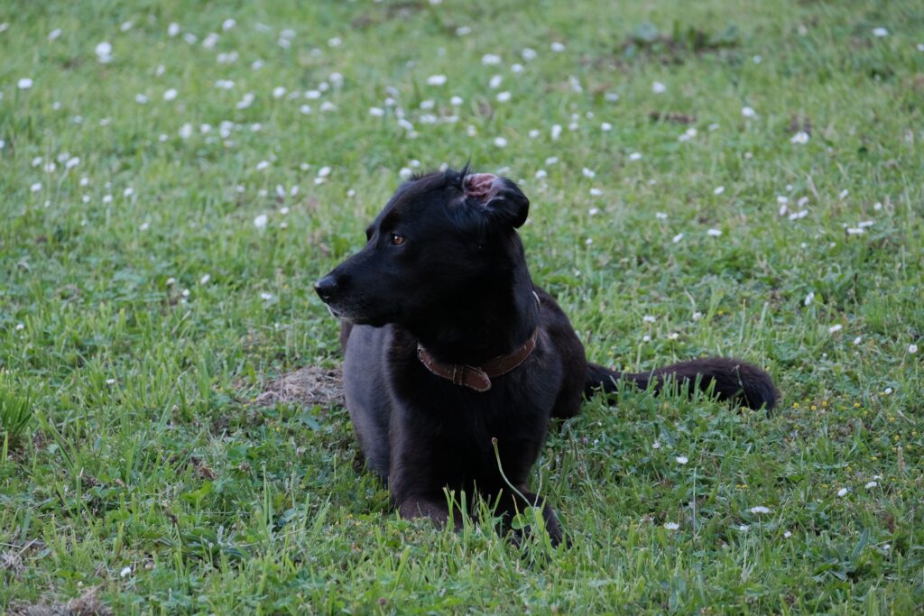 dog alert listening at campsite night