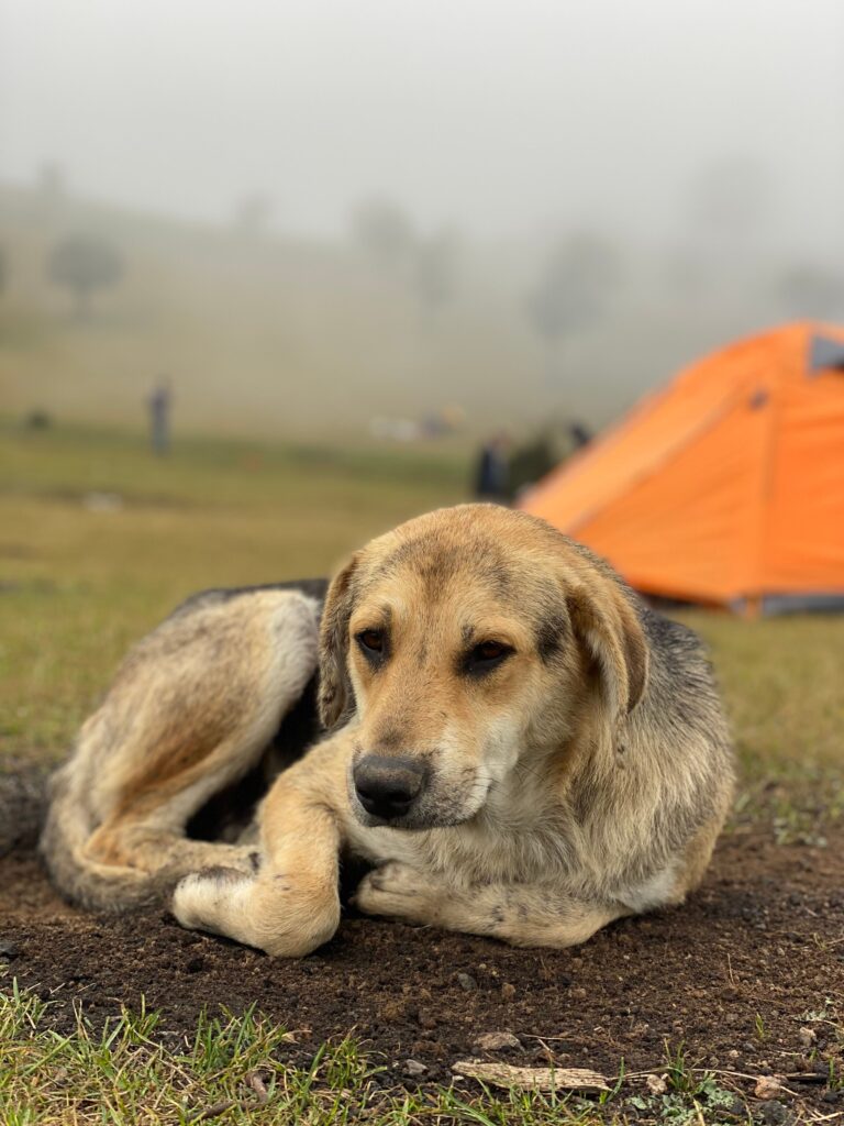 dog waiting calmly at campsite short duration alone