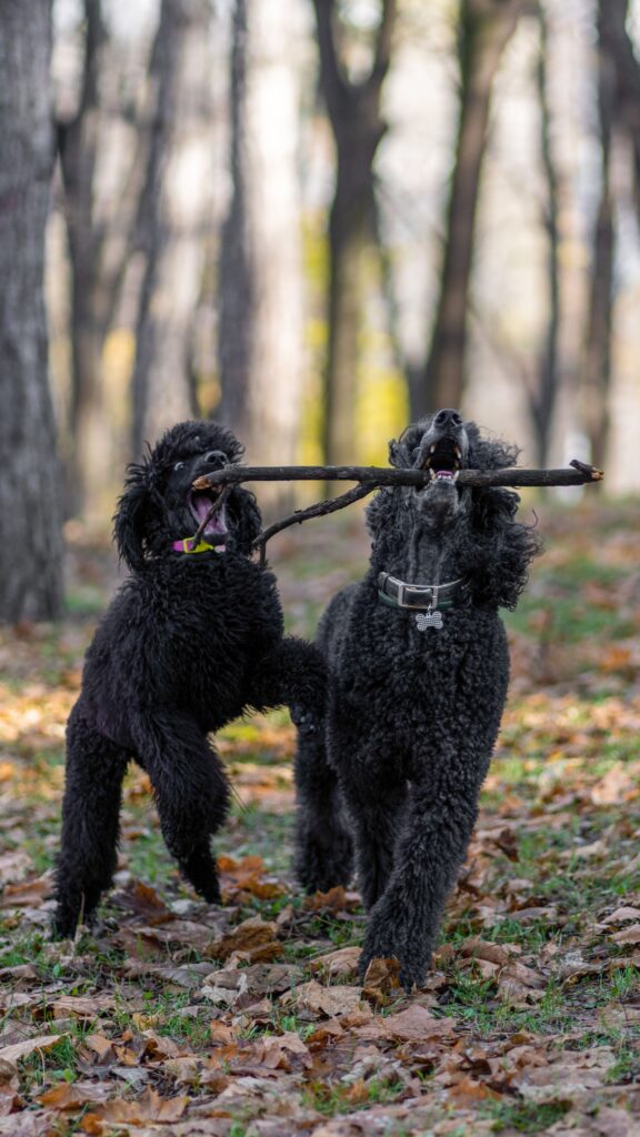 dog walking or playing before bedtime camping