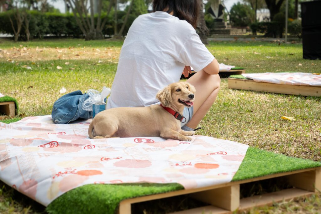dog resting near owner at campsite
