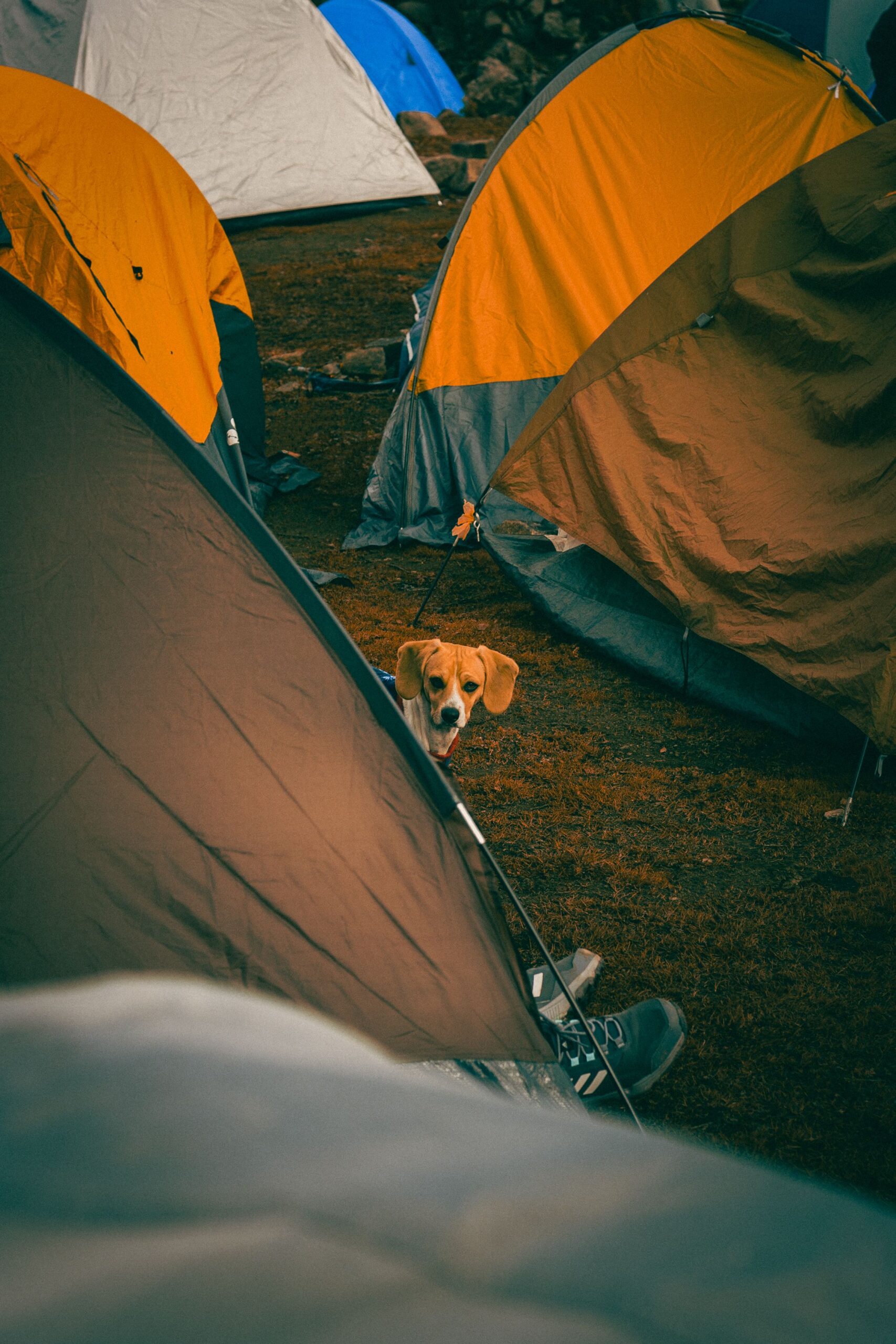 dog peeking out of tent at night camping restless behavior