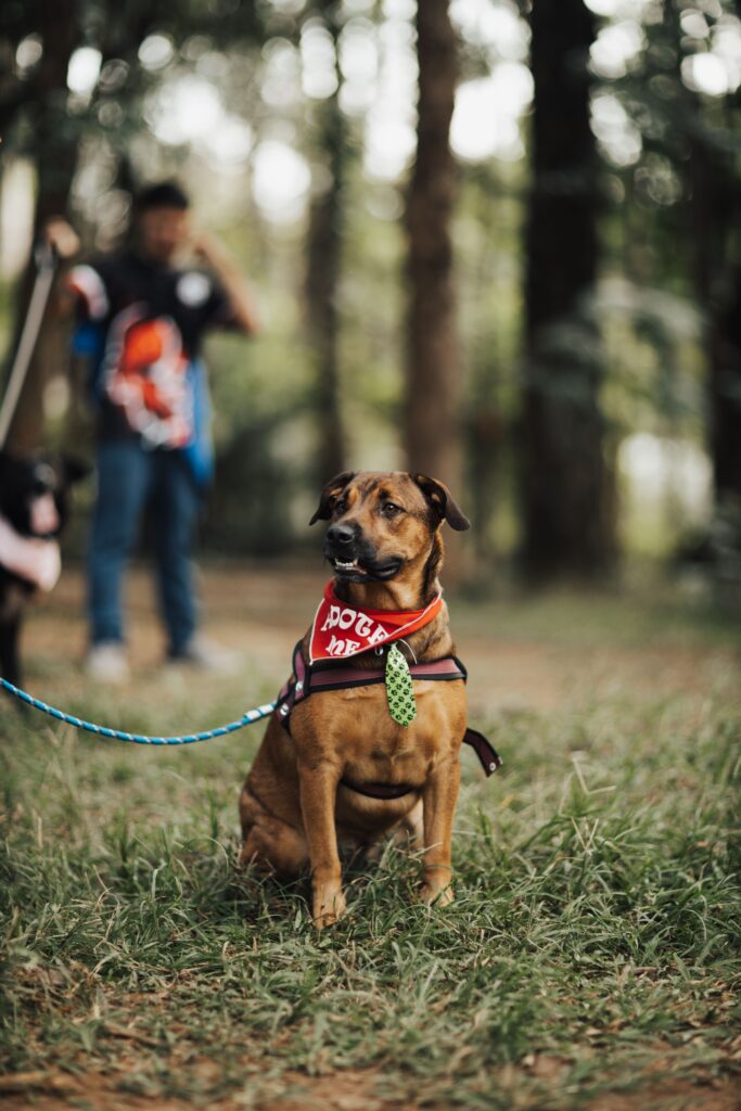Cute dog wearing a red bandana sits on grass at a park with trees in the background.
