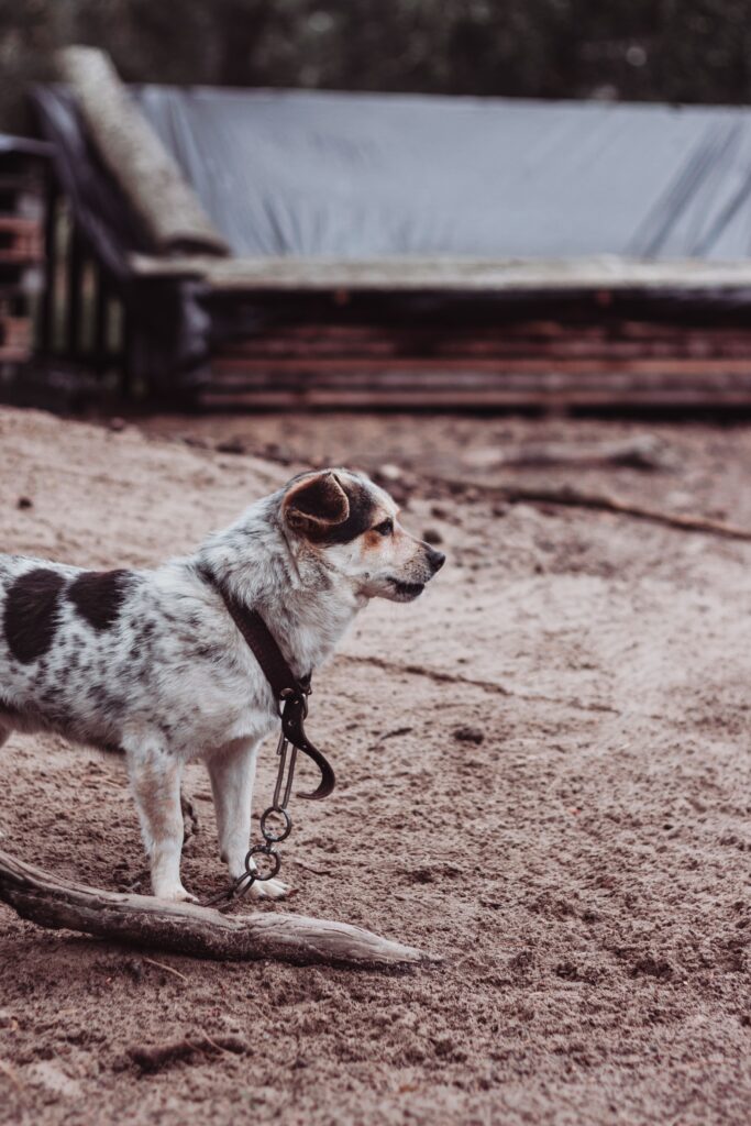 dog alert listening at campsite at night