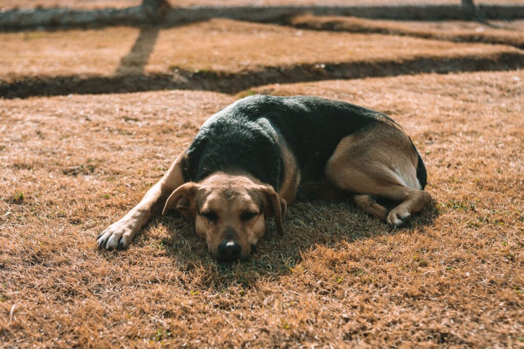 dog shifting position at campsite on an uncomfortable sleeping surface