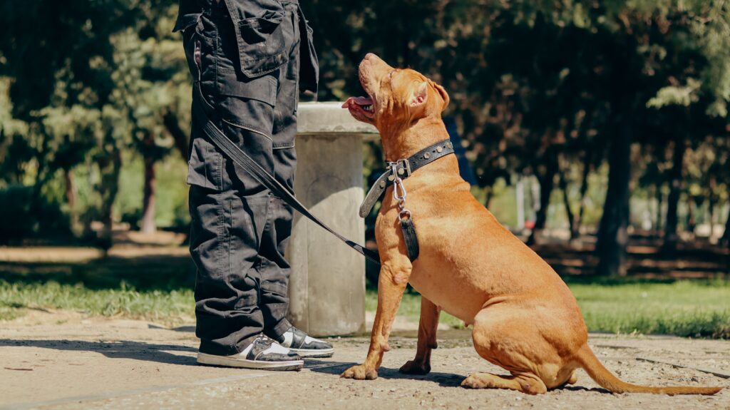 dog on leash staying near owner campsite training