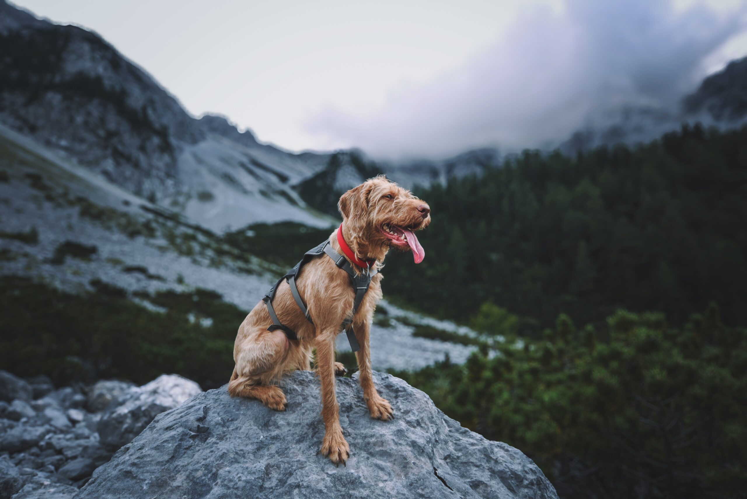 A dog wearing a harness while camping.