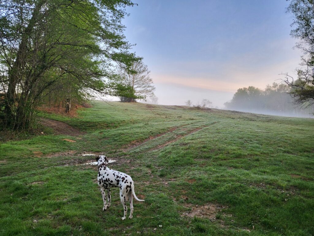 campsite with wildlife and open environment dog safety