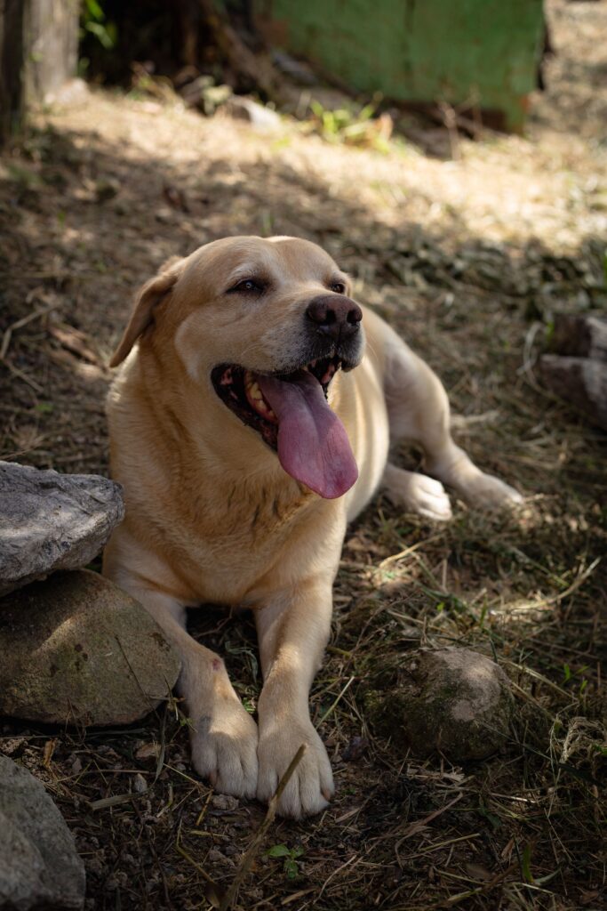 Golden Retriever laying on grass with tongue out in sunlight.