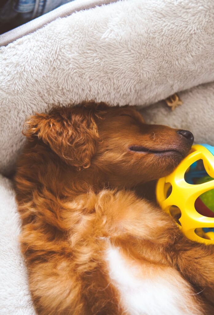 dog calm inside tent nighttime relaxed behavior camping