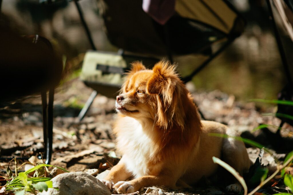 dog staying relaxed longer periods campsite