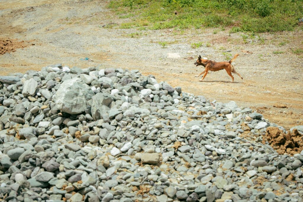 A brown dog runs freely on a gravel area near a pile of rocks, outdoors.
