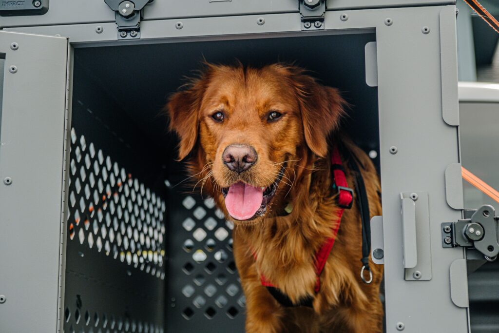 dog safely contained in crate at campsite