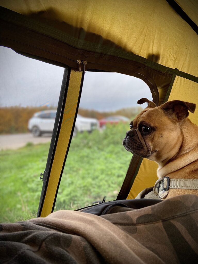 Pug dog sitting inside a camping tent, gazing outside during a nature trip.