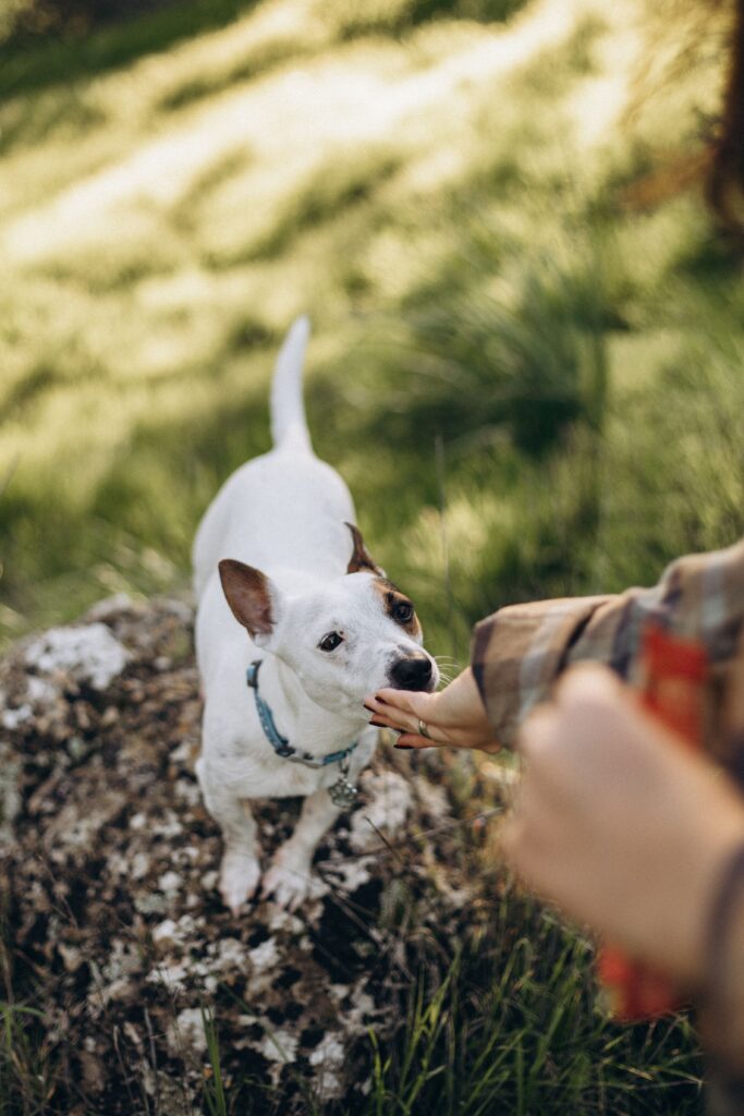 dog receiving treat while calm at campsite