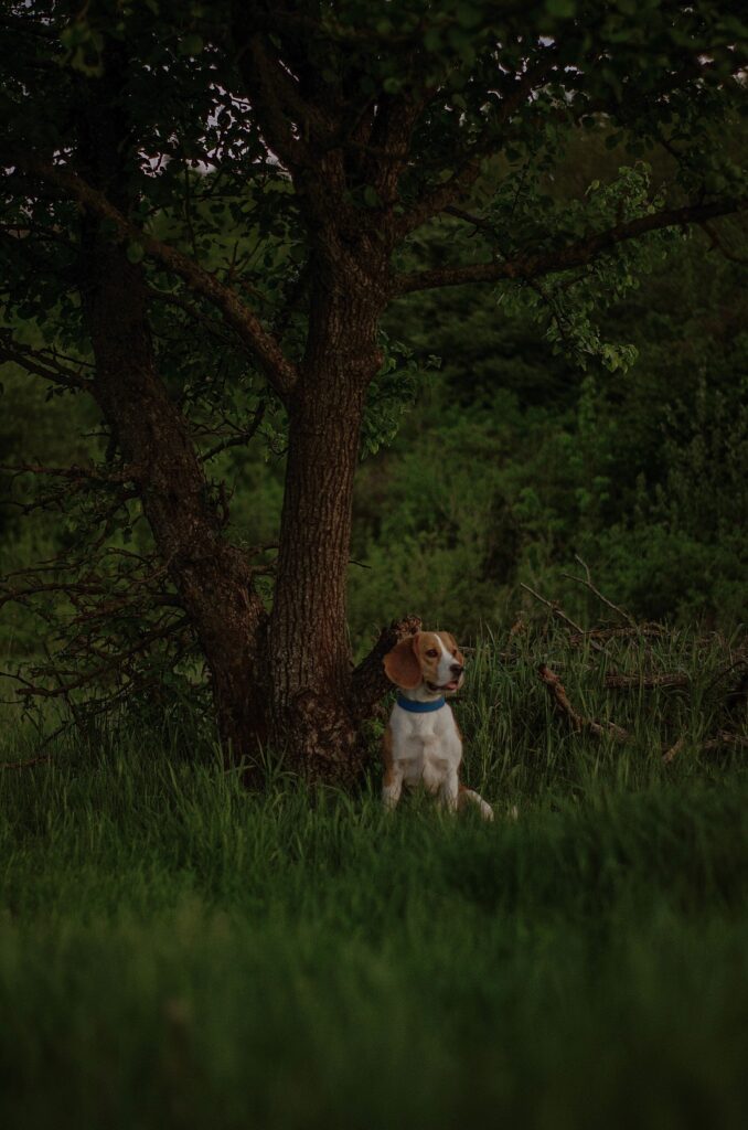 dark campsite environment at night with dog