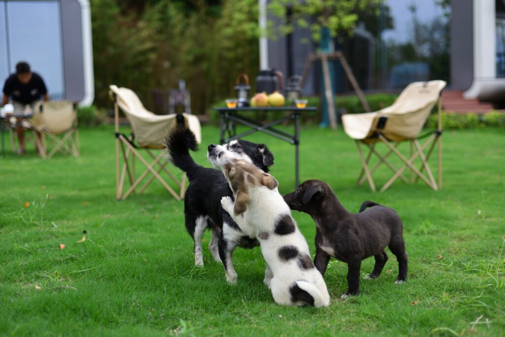 busy campsite environment dog overstimulated