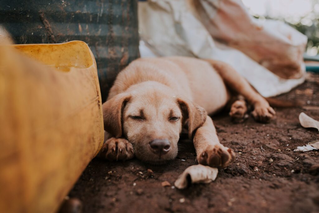 Unhappy homeless mongrel dog sleeping on ground near pile of dirty waste on street