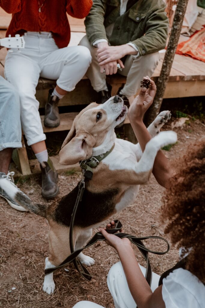 dog reacting excitedly to environment at campsite