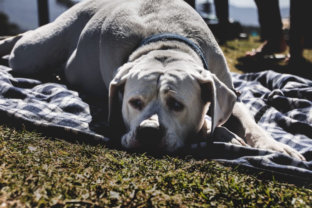 A white dog relaxing on a plaid blanket outdoors in a sunny park setting.
