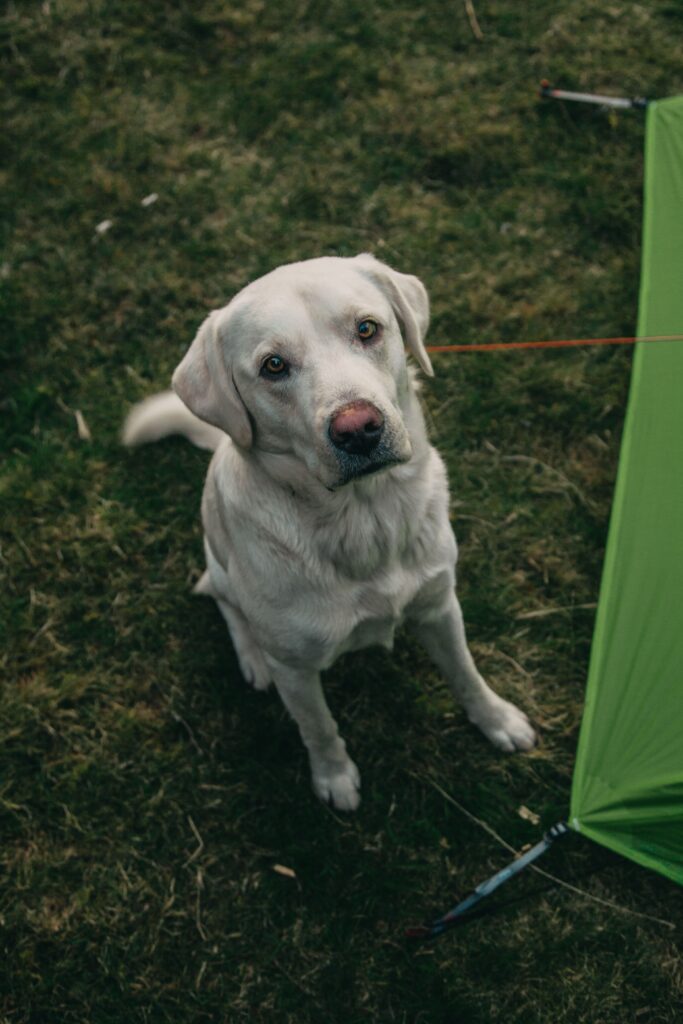 From above of cute obedient Labrador Retriever dog sitting on green grassy meadow near camping tent and looking at camera