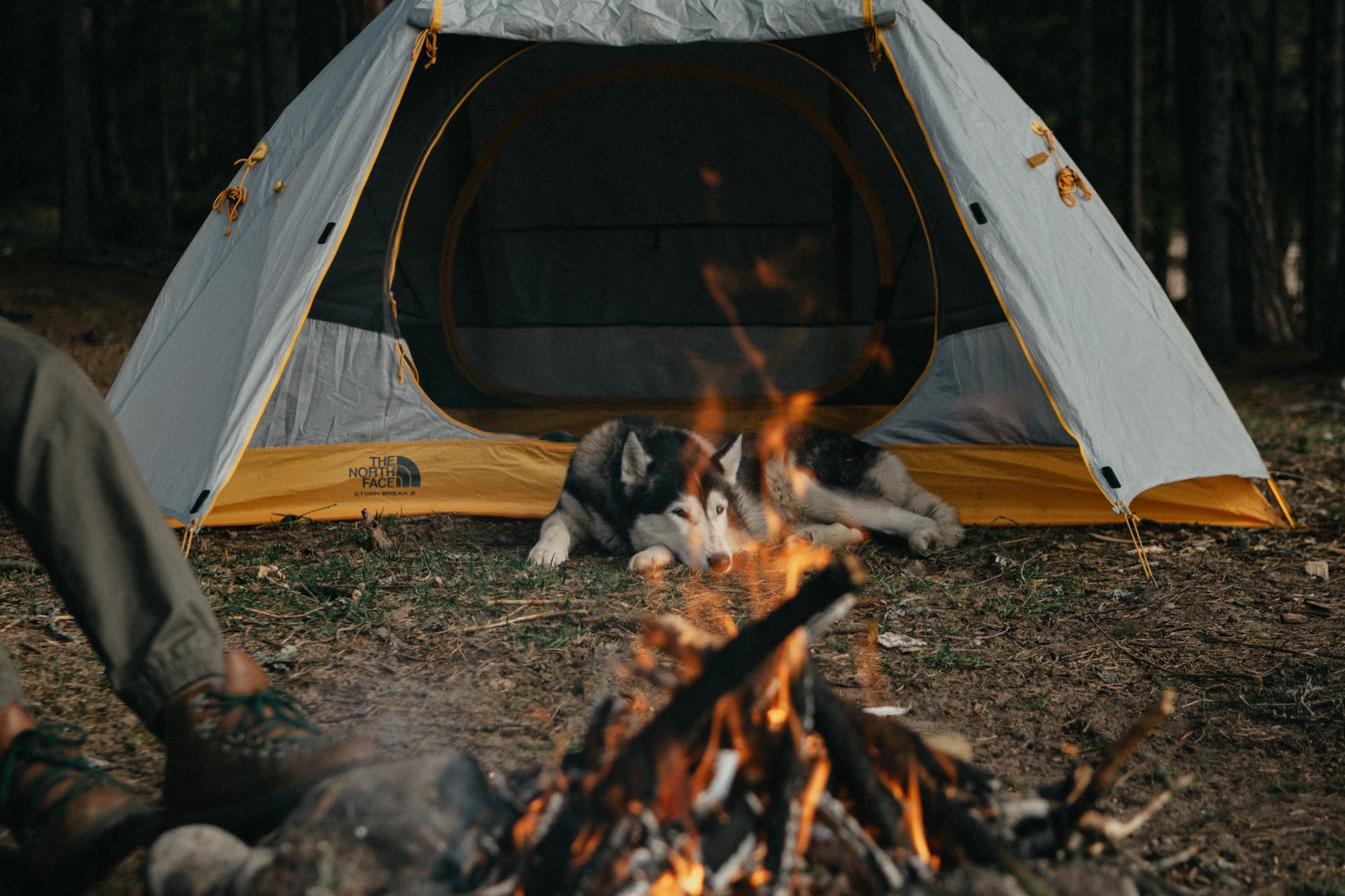 dog wearing reflective gear camping at night visibility