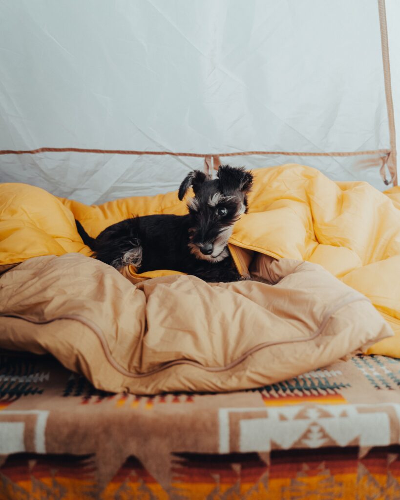 campsite setup minimizing outside distractions for dog at night